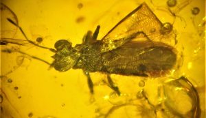 Entomólogo chileno descubrió el chinche de ojos grandes más antiguo del planeta