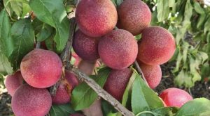 La apuesta del programa chileno del ciruelo cereza por conquistar China