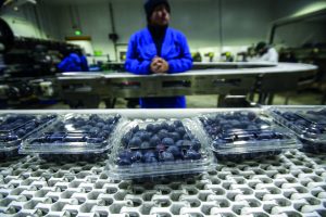 En la búsqueda de un biopackaging para el arándano