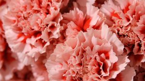 Identifican proteínas que blindan al clavel contra el ataque de hongos