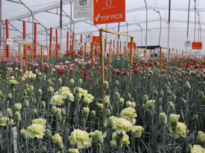 Floricultores colombianos le hacen frente al Coronavirus