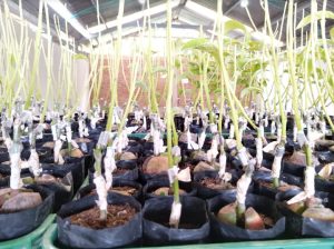 “El futuro del aguacate colombiano está en los portainjertos clonales”