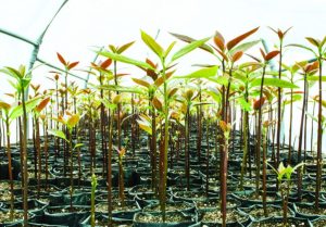 Crece el uso de portainjertos clonales en palto