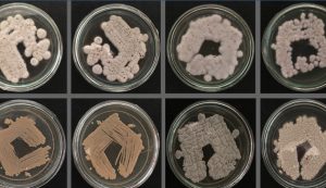 Región del Maule da impulso a bioinsumos con primera colección de microorganismos del país