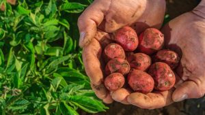Preparan producción de tres nuevas variedades de papas chilenas que serían más saludables