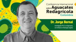 Conozca cuáles son los daños que afectan la calidad poscosecha del aguacate