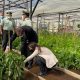 Plan busca fomentar reinserción de personas privadas de libertad en labores agrícolas