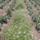 Estudios revelan importancia de plantas de refugio para favorecer el control natural de plagas en tomate orgánico y pimientos