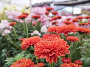 Crisantemos, un mundo de variedades