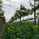 Agricultura regenerativa: con el claro objetivo de regenerar el suelo y el entorno