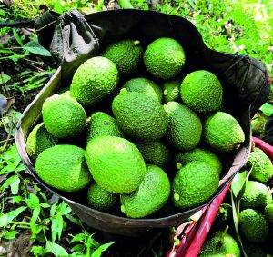 Danper crece en Colombia con fincas propias