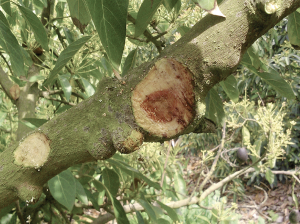 Botryosphaeriaceae: agentes causales de enfermedades de la madera y pudrición peduncular del fruto