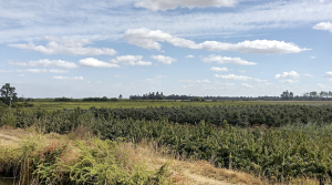 La ruta de aprendizaje del cultivo de cerezos en suelos arroceros