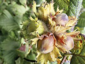 Producción de avellanas en Chile: una industria preparada para dar otro gran salto