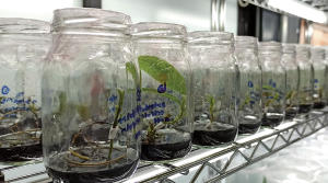 La apuesta por la propagación clonal ‘in vitro’ de aguacate Hass