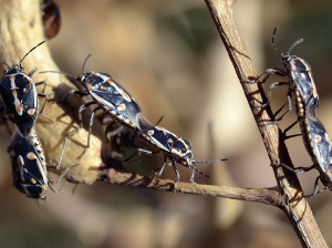 Cercando al enemigo con ayuda de la naturaleza