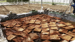 El coco como sustrato en cultivos de flores de corte
