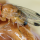 Buenas noticias para el control de Drosophila suzukii
