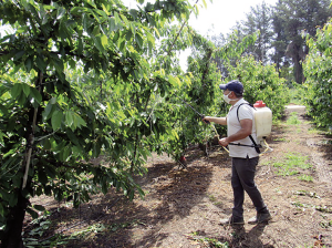 Mejoras en la calidad de cerezas Kordia y Regina utilizando ácido oxálico, ácido salicílico y metil jasmonato en precosecha