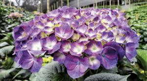 Las hortensias más coloridas florecen en el Oriente Antioqueño desde hace 20 años