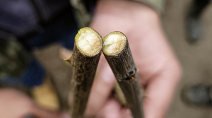 Desafíos fitopatológicos de la producción de rosas en Colombia