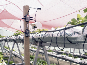 Importancia de la producción de hortalizas bajo condiciones de invernadero