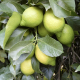 Limón: un negocio sin nada que envidiar a los otros frutales