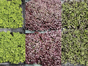 Micro-hortalizas: un alimento de futuro