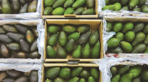 Las tecnologías poscosecha al servicio del aguacate