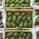 Las tecnologías poscosecha al servicio del aguacate