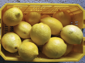 Producción integrada de limones, transitando hacia una producción agroecológica