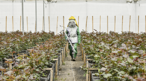 La revolución de producir las rosas más sostenibles