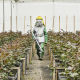 La revolución de producir las rosas más sostenibles