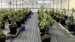 Cultivo sin suelo de aguacate permitiría una mayor eficiencia en su crecimiento y desarrollo