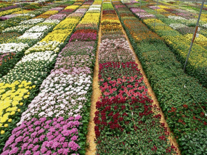 Floricultura en tiempos de pandemia: Crece la necesidad de buscar nuevas oportunidades comerciales