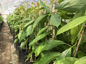 “Marcamos plantas por varios años para seleccionar las más productivas”