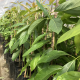 “Marcamos plantas por varios años para seleccionar las más productivas”