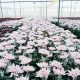 La belleza y elegancia de los crisantemos colombianos conquistan los mercados internacionales