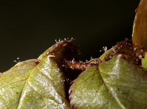 Biología y control del mildiu velloso en los tallos de rosas