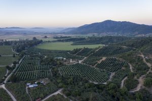 El innovador plan de sustentabilidad de la industria nacional de aceite de oliva