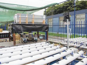 Investigan cómo eliminar nematodos y otras bacterias en cultivos hidropónicos