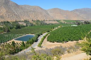 "En el norte el desafío es llegar a los 8.000 Kg/ha"