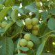 Las Claves para el éxito en la producción de nueces