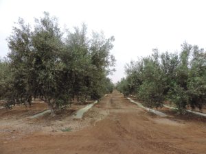 Alertan que plagas y falta de agua ponen en peligro la producción de olivo en Tacna