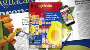 Los nuevos récords del aguacate colombiano protagonizan la última edición local de revista Redagrícola