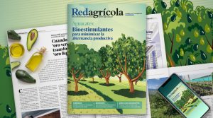 El desarrollo productivo del aguacate en Colombia es foco de nueva edición de Revista Redagrícola