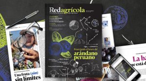 Los récords del arándano peruano protagonizan la nueva edición de revista Redagrícola