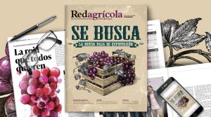 Las innovaciones de la uva peruana en nueva edición de revista Redagricola