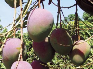 Enfermedades en el mango: diagnóstico y monitoreo oportuno
