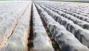 Los efectos de usar mallas en mandarinas para evitar la presencia de semillas